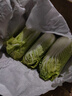云南高原娃娃菜新鲜蔬菜生鲜乾隆白菜早餐火锅必备产地直发 浅黄色 新鲜娃娃菜3颗装*2包 实拍图