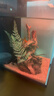 画法几何鱼缸造景 小型鱼缸米家智能鱼缸专用蕨类沉木造景套餐 实拍图