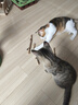 HELLOJOY木天蓼猫咪磨牙棒猫玩具自嗨解闷拉菲草逗猫棒耐咬幼猫养猫神器 实拍图
