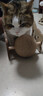 HELLOJOY逗猫咪玩具自嗨解闷猫抓板幼猫爪板小猫抓球耐抓不掉屑耐磨猫爬架 实拍图