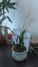 劉閣蘭花5色可选 水培梦香兰花苗带盆发货香水文心兰奶油味室内花卉盆栽草 红色文心兰带4支生花剑带悠然陶瓷盆 实拍图