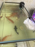 憨憨乐园蛋白棉水族鱼缸专用过滤材料除腥臭去黄水克星污力丸净水神器 实拍图