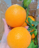玖原农珍 赣南脐橙当季采摘优选橙子年货礼盒水果 含箱20斤净重18斤彩箱精品果150-220g 实拍图