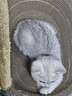 腆宠宠物航空箱小号 猫咪航空箱猫狗 猫包猫笼外出车载猫箱狗狗托运 实拍图