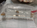 黄金螺淡水观赏螺活体清洁螺除藻清苔工具螺苹果螺不加温吃鱼龟便 中号黄金螺3只 1.5-2cm 实拍图
