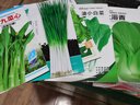 【种子大全】12种蔬菜种子四季菜种子阳台盆栽绿植庭院易种春秋 上海青+小白菜+生菜+小葱+菜心 实拍图