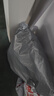 正宗农家红薯粉条无胶无添加河南特产手工细粉丝地瓜酸辣粉1斤3斤 1斤 实拍图