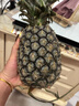 正宗海南金钻凤梨新鲜水果当季树上熟芒果凤梨【催熟食用】 大果1.8斤起2-3个净重4.5斤 实拍图