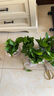 双盟绿萝盆栽除甲醛花卉绿植办公室新房净化空气 120款10盆源头直发 实拍图