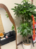 叹为观止大型植物发财树各种大颗盆栽开业乔迁客厅办公室内好养大型花卉 三杆发财树【1.6-1.8米】 含盆 实拍图