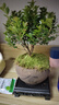 开时果 小叶赤楠盆景摆件 办公室桌面绿植花卉好养盆栽植物源头直发包邮 【推荐款】舍得紫砂盆+苔藓+底座 实拍图