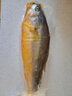 海名威 宁德黄花鱼600g/条 大黄鱼 深海鱼 生鲜鱼类 海鲜水产 地标产品 实拍图
