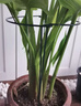 花盆绿植盆栽加厚塑料简约多肉小盆阳台客厅月季玫瑰大号家用花盆 高款3加仑(口径24cm)2个盆 不带托盘 实拍图