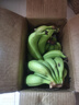 精品云南香蕉高山香蕉现摘新鲜水果甜生青香蕉banana自然熟绿皮 精品高山蕉 5斤 实拍图
