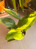 种花迷水培天堂鸟盆栽花卉植物室内客厅绿植面鹤望兰吸甲醛四季好养活 精品水培天堂鸟30-40厘米3棵【不含瓶】 实拍图