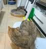 新宠之康宠物猫咪体外驱虫非泼罗尼滴剂3支装去跳蚤虱子蜱虫药 实拍图