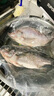 GUO LIAN国联水产 三去罗非鱼6条/4.2斤净重 非洲鲫鱼红烧鱼食材源头直发 实拍图