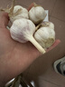 京喜自营精选大蒜水果蒜调料蔬菜火锅烧烤牛肉小龙虾食材 推荐 5-6头 100g 单果3.5-5cm 实拍图
