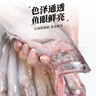 森农乐豆腐鱼舟山特产龙头鱼鲜活冷冻海鲜水产九肚鱼生鲜海鱼水潺3斤装 净重1500g【鲜肥嫩滑】 实拍图