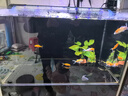吉印刀锋s鱼缸灯led灯防水全光谱鱼缸照明灯水草灯小型超白鱼灯56cm 实拍图