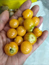 东北姑娘果新鲜当季水果黄菇娘灯笼果酸甜可口甜菇娘特产京东包邮 【带箱3斤】净重2.6斤 实拍图