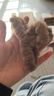 毛毛抓夹大号发量多头饰秋冬新款后脑勺发夹发抓鲨鱼夹发饰女 深咖 实拍图