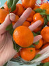 山姆伯伯广西砂糖橘【顺丰多地次日达】桔子蜜桔橘新鲜水果礼盒年货节送礼 【蕞甜】SS+级甄选果王 5斤装【巨划算-超值推荐】80%人选 净4.5** 实拍图