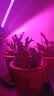 幽麦 LED植物生长补光灯 多肉灯植物夹子灯 单管20LED植物灯 实拍图