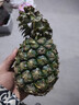 广东徐闻香水菠萝新鲜水果生鲜热带孕妇水果整箱包邮 【限时低价】1个装  单果650g起 实拍图