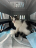腆宠宠物航空箱小号 猫咪航空箱猫狗 猫包猫笼外出车载猫箱狗狗托运 实拍图
