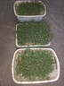 北蔬 水培蔬菜豌豆种子芽苗菜育苗盘种植盒套装 加深盘水培豌豆苗套餐 实拍图