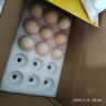 牧族可生食新鲜鸡蛋NSF认证无抗生素 可生食10枚 实拍图