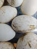 百世富泽（BAISHIFUZE）【百世富泽】黄河滩大鹅蛋新鲜正宗土鹅蛋农家自养孕妇超大鹅蛋 12枚130-150克 实拍图