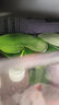 水培一叶莲浮萍迷你水草净化水质鱼缸造景睡莲花水生水养花卉植物 一叶莲 【3片装】尺寸8-11厘米 实拍图
