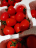 新鲜千禧圣女果小番茄现摘现发多汁水果适合孕妇食用 5斤 实拍图