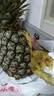 正宗海南金钻凤梨新鲜水果当季树上熟芒果凤梨【催熟食用】 单果1个净重1.3-1.7斤试吃特惠装 实拍图