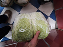 大白菜约2kg 实拍图
