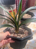 大盆君子兰盆栽名贵国宝级花卉苗绿植物圆头和尚室内客厅四季好养 【掌柜推荐】8-11片叶子+带土 送肥料 实拍图