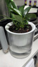 九千谷花盆自动吸水 懒人可储水花盆室内阳台透明塑料大号口径15cm4336 实拍图