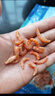 良时海南极磷虾米 净重250g/袋 源头直发 海产干货海虾仁 煲汤早餐馅 实拍图