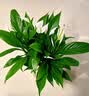 花翁水培盆栽室内办公绿植花卉 A级大盆白掌（光汐吸水盆）源头直发 实拍图