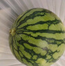 京鲜生 无籽麒麟大西瓜 1粒装 7-9斤 生鲜水果 实拍图