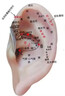 丰帆耳穴贴非王不留行籽耳豆贴耳贴耳部穴位贴探测笔模型硅胶仿真人耳 【王不留耳穴贴】1盒（配穴位图） 实拍图