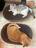 【京东快递】猫抓板磨爪圆形椭圆形瓦楞纸抓盆大号耐抓磨玩睡一体 一夜暴富椭圆63cm 送猫咪必备猫薄荷 实拍图