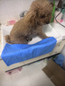 HELLOJOY宠物吸水毛巾仿鹿皮巾浴巾宠物专用洗澡加大猫咪狗狗擦毛 小号 实拍图