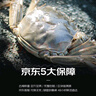 【活蟹】宿有千香 鲜活大闸蟹 全母蟹2.0-2.3两/只 共8只 去绳足重 蟹类螃蟹河蟹礼盒 实拍图