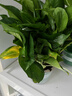 双盟绿萝盆栽除甲醛花卉绿植办公室新房净化空气180加仑4盆装源头直发 实拍图