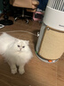 霍尼韦尔（Honeywell）宠物空气净化器吸猫毛除过敏源猫猫搭子 猫毛净化器杀菌消毒除异味【家电国家补贴】KJ360F-C22W 实拍图