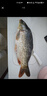  鲜活大鲤鱼1-1.25kg/条 实拍图
