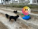 蓝鸥盾儿童赶海服男女雨鞋雨靴玩水连体衣赶海鞋防滑涉水裤YX1051 35 实拍图